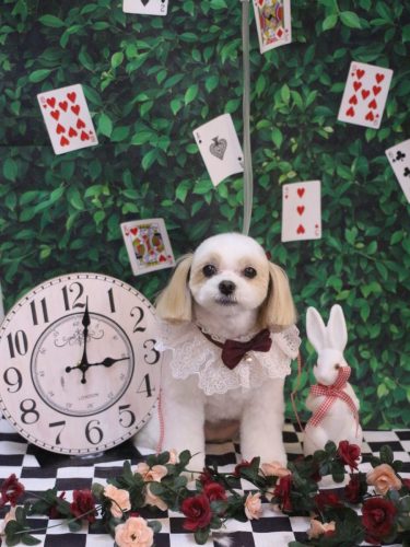 20250423みるくちゃん